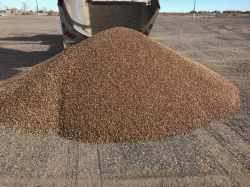 pea gravel for a horse arena