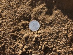 a photo of a quarter resting on top of a pile of screened topsoil.